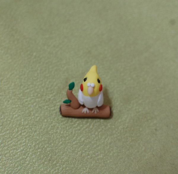 画像2: オカメインコ♪　トイプードル♪ (2)